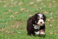 Pup, a male Miniature Bernedoodle for sale in Grand Rapids, MI – 5 of 5