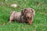 Swiss Rolls, a male Miniature Dachshund for sale in Grand Rapids, MI – 6 of 7