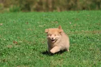 Bounce, a male Pomeranian and Toy Australian Shepherd for sale in Grand Rapids, MI – 7 of 7