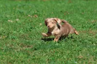 Sausage Rolls, a male Dachshund and Miniature Dachshund for sale in Grand Rapids, MI – 6 of 6