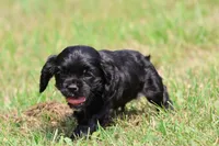 Dream, a male Cocker Spaniel and Cavalier King Charles Spaniel for sale in Grand Rapids, MI – 3 of 4