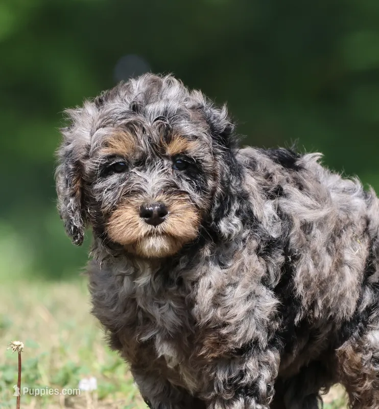 Blue  – Bernedoodle, Miniature Bernedoodle puppy for sale in Grand Rapids, MI