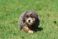 Pixie Stix , a female Miniature Bernedoodle for sale in Grand Rapids, MI – 2 of 4