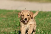 Mercedes , a female Golden Retriever and Miniature Golden Retriever for sale in Grand Rapids, MI – 4 of 6