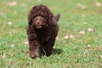 Chocolate Cake, a female Miniature Bernedoodle for sale in Grand Rapids, MI – 2 of 7