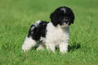 Oreo Crumbles, a male Cavapoo and Cockapoo for sale in Grand Rapids, MI – 5 of 5