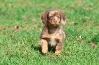 Oscar , a male Dachshund and Miniature Dachshund for sale in Grand Rapids, MI – 6 of 7