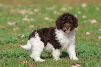 Coffee And Cream , a female Miniature Bernedoodle for sale in Grand Rapids, MI – 4 of 5