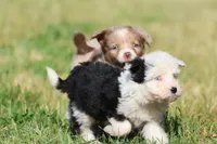 Panda Bear, a female Aussiedoodle and Bernedoodle for sale in Grand Rapids, MI – 5 of 5