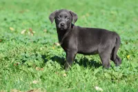 Silver Dollar AKC , a female Labrador Retriever for sale in Grand Rapids, MI – 4 of 7