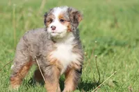 Lollipop, a female Bernedoodle and Miniature Bernedoodle for sale in Grand Rapids, MI – 2 of 4
