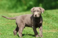 Dozer AKC , a male Labrador Retriever for sale in Grand Rapids, MI – 7 of 7
