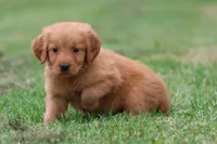 Tiger Lilly AKC , a female Golden Retriever for sale in Grand Rapids, MI – 2 of 5