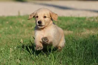 RUGER, a male Golden Retriever and Miniature Golden Retriever for sale in Grand Rapids, MI – 5 of 6