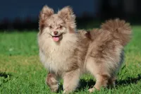 Buddy AKC , a  Pomeranian for sale in Grand Rapids, MI – 1 of 5