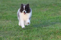 Feather AKC , a female Pomeranian for sale in Grand Rapids, MI – 6 of 7