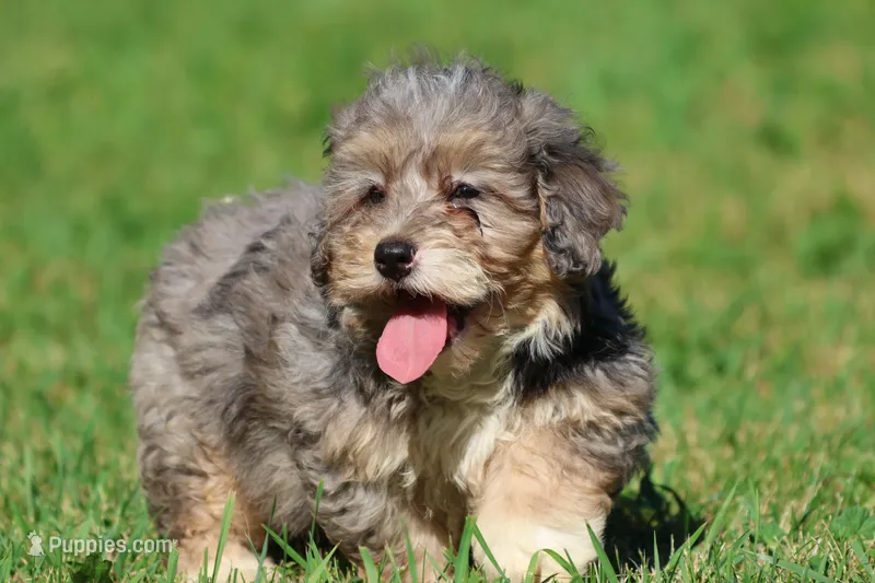 Slushy  – Miniature Bernedoodle puppy for sale in Grand Rapids, MI