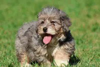 Slushy , a male Miniature Bernedoodle for sale in Grand Rapids, MI – 1 of 5