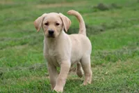 Happy AKC, a female Labrador Retriever for sale in Grand Rapids, MI – 2 of 6