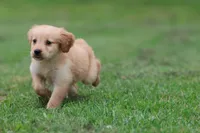 Buttermilk AKC , a female Golden Retriever for sale in Grand Rapids, MI – 3 of 7