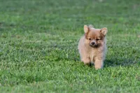 Shaggy , a male Pomeranian for sale in Grand Rapids, MI – 2 of 5