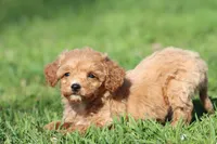 Walnut, a male Miniature Goldendoodle for sale in Grand Rapids, MI – Photo 3 of 3