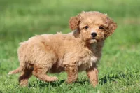 Walnut, a male Miniature Goldendoodle for sale in Grand Rapids, MI – Photo 2 of 3