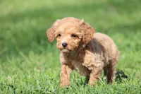 Walnut, a male Miniature Goldendoodle for sale in Grand Rapids, MI – Photo 1 of 3
