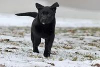 Java AKC, a female Labrador Retriever for sale in Grand Rapids, MI – Photo 2 of 5