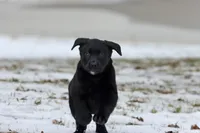 Java AKC, a female Labrador Retriever for sale in Grand Rapids, MI – Photo 5 of 5