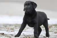 Java AKC, a female Labrador Retriever for sale in Grand Rapids, MI – Photo 4 of 5