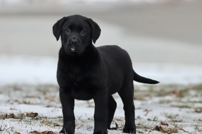 Java AKC – Labrador Retriever puppy for sale in Grand Rapids, MI