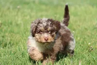 Chocolate Chips, a male Miniature Bernedoodle for sale in Grand Rapids, MI – 4 of 6