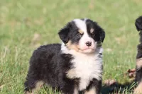 Max , a male Australian Shepherd and Bernese Mountain Dog for sale in Grand Rapids, MI – Photo 1 of 4