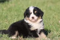 Max , a male Australian Shepherd and Bernese Mountain Dog for sale in Grand Rapids, MI – Photo 3 of 4