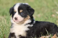 Max , a male Australian Shepherd and Bernese Mountain Dog for sale in Grand Rapids, MI – Photo 4 of 4