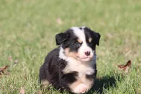 Max , a male Australian Shepherd and Bernese Mountain Dog for sale in Grand Rapids, MI – Photo 2 of 4
