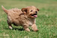 Smiles , a male Miniature Goldendoodle for sale in Grand Rapids, MI – 3 of 6
