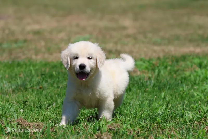 Monty – Golden Retriever, English Cream Golden Retriever puppy for sale in Grand Rapids, MI