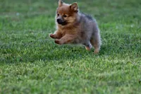 Cinnamon, a female Pomeranian for sale in Grand Rapids, MI – 6 of 6