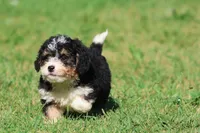 Twizzler , a male Miniature Bernedoodle for sale in Grand Rapids, MI – 5 of 6