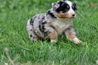 Jedi, a male Australian Shepherd and Bernese Mountain Dog for sale in Grand Rapids, MI – 3 of 6
