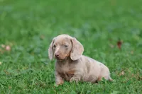 Marbles, a female Miniature Dachshund for sale in Grand Rapids, MI – 7 of 7
