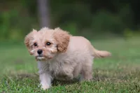 Dexter, a male Cavapoo for sale in Grand Rapids, MI – 5 of 7