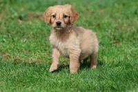 Cheerios AKC , a female Golden Retriever for sale in Grand Rapids, MI – 4 of 5