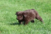 Hersheys, a female Newfoundland for sale in Grand Rapids, MI – 3 of 4