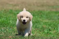 Darling, a female Golden Retriever and English Cream Golden Retriever for sale in Grand Rapids, MI – 2 of 5