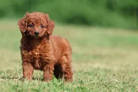 Pumpkin Spice, a female Miniature Goldendoodle for sale in Grand Rapids, MI – 2 of 5