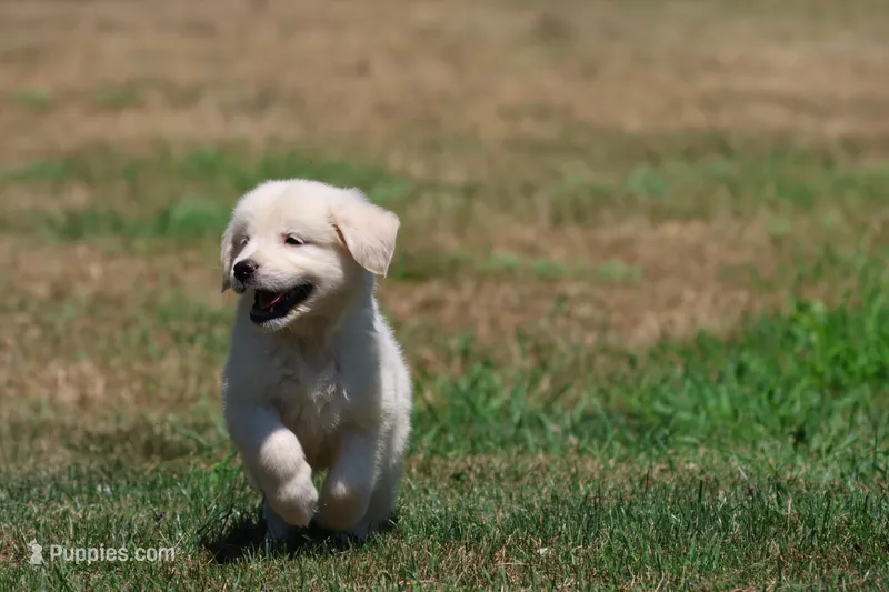 Frosty  – Golden Retriever, English Cream Golden Retriever puppy for sale in Grand Rapids, MI
