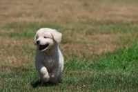Frosty , a male Golden Retriever and English Cream Golden Retriever for sale in Grand Rapids, MI – 1 of 7